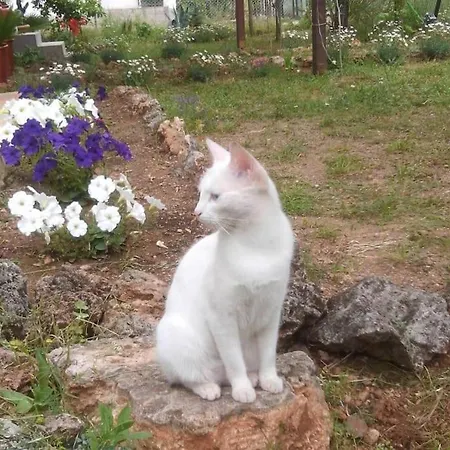 펜션 Gizli Bir Cennet 안탈리아